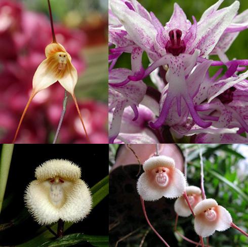 1-monkey-orchid